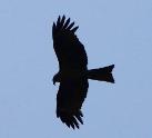 Black Kite