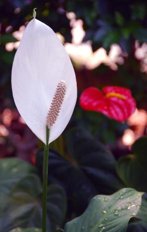 Pretty Flower